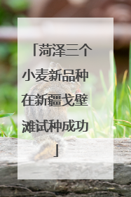 菏泽三个小麦新品种在新疆戈壁滩试种成功